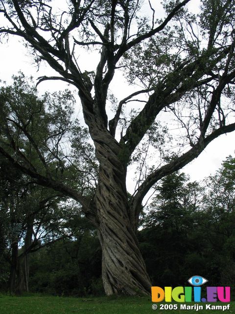 13918 Twisted tree